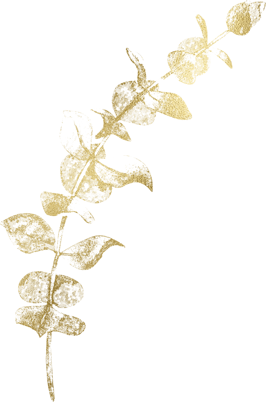 Eucalyptus branch Gold foil Watercolor Clipart